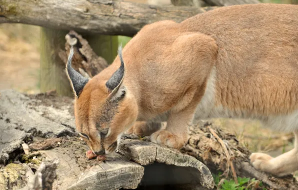 Picture meat, bark, ears, wild, eating, brush, Caracal
