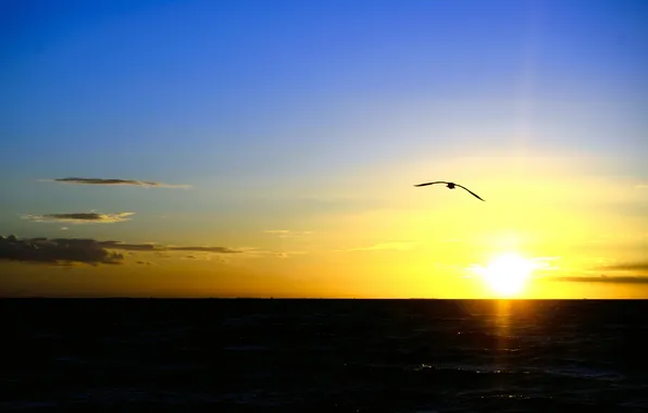 Sea, the sky, clouds, sunset, bird
