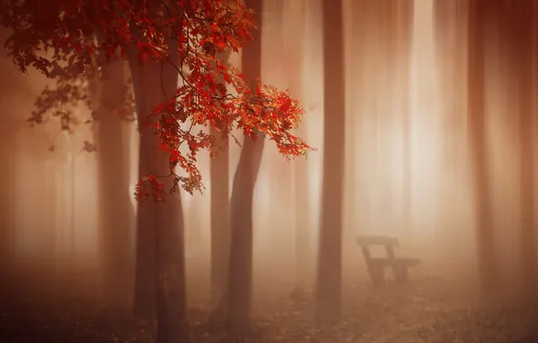 Autumn, fog, bench