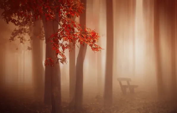 Picture autumn, fog, bench