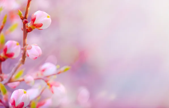 Branches, tree, pink, buds, kidney