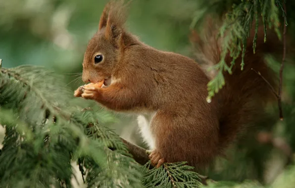 Branches, protein, red, nibbles