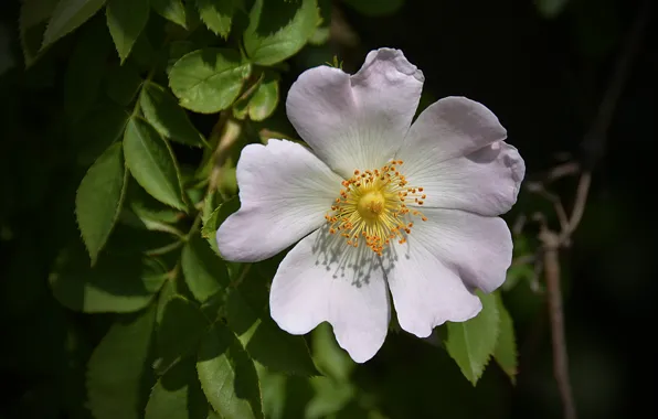 Picture Macro, Macro, White flower, White flower