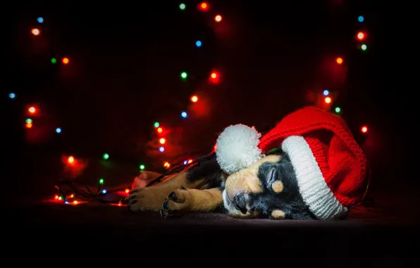 Picture dog, New Year, Christmas, garland, Christmas, dog, 2018, Merry Christmas