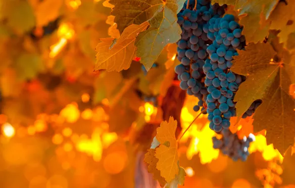 Picture light, orange, blue, foliage, food, grapes, warm