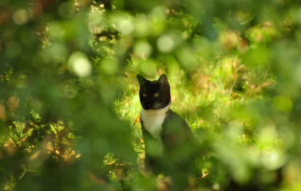 Picture cat, summer, cat, glare, the bushes, Kote, bokeh, razmytost