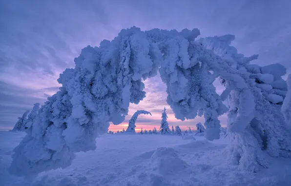 Winter, snow, trees, the snow, arch, Finland, Lapland