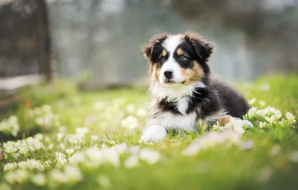 Picture flowers, dog, meadow, puppy, Aussie, Wallpaper from lolita777