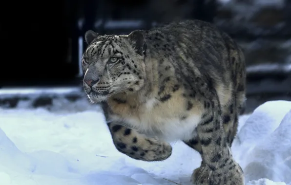 Picture winter, snow, animal, predator, running, IRBIS, snow leopard, Oleg Bogdanov