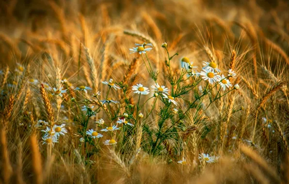 Picture field, chamomile, ears