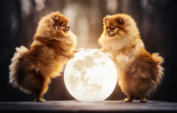 Picture the moon, ball, a couple, two dogs, Pomeranian