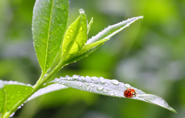 Leaves, macro, nature, Rosa, ladybug, morning