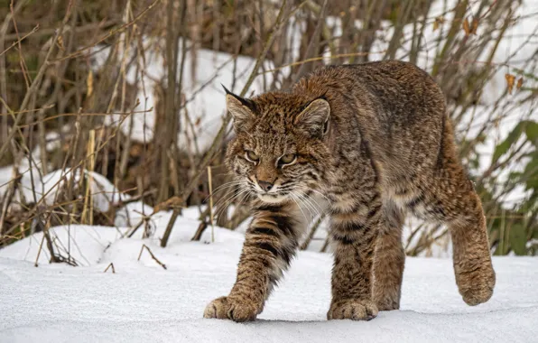 Picture snow, lynx, wild cat