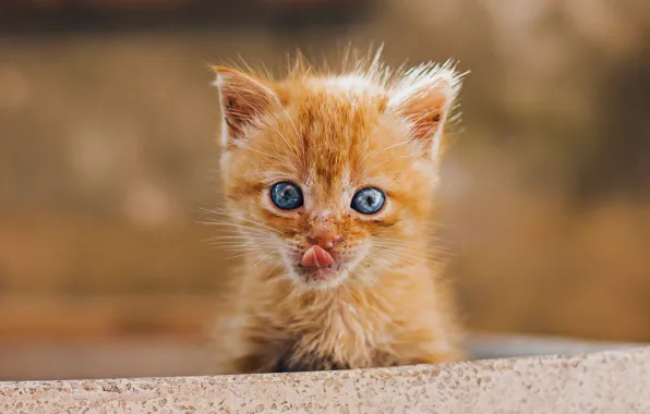 Muzzle, licked, stuck out his tongue, ginger kitten