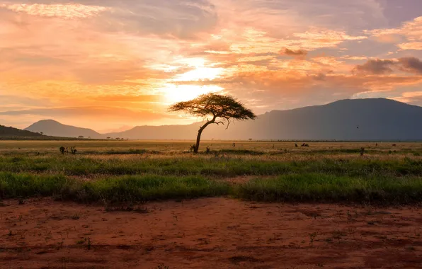 Field, the sky, clouds, landscape, sunset, mountains, nature, tree