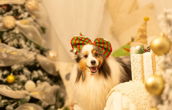 Look, pose, room, clothing, dog, Christmas, costume, outfit