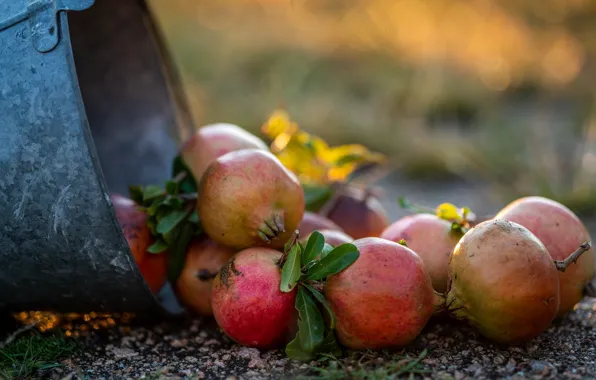 Pomegranate, fruit, bucket