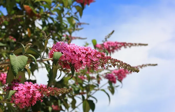 Greens, flowers, background