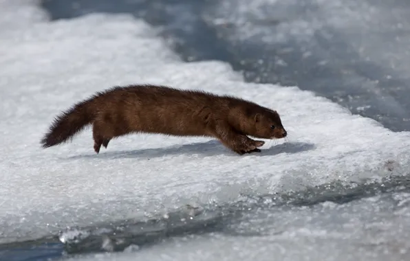 Winter, look, snow, jump, ice, running, muzzle, profile