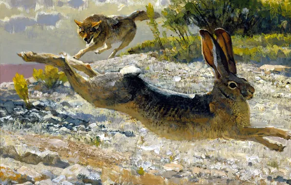 Animals, wolf, hare, chase, predator, picture, art, hunting