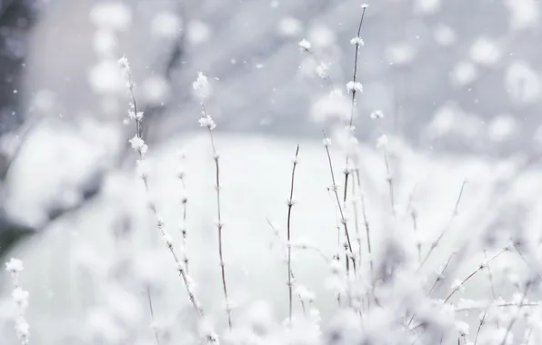Picture winter, white, macro, snow, nature, plants