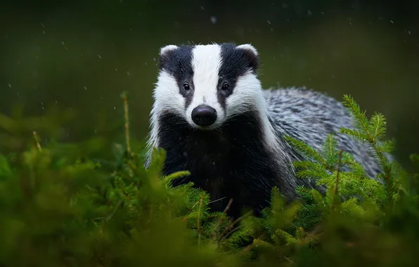 Look, branches, rain, portrait, face, needles, Christmas trees, badger