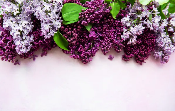 Background, lilac, composition, Olena Rudo