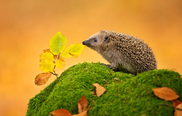 Autumn, leaves, moss, hedgehog, orange background, hedgehog, autumn leaves, hedgehog