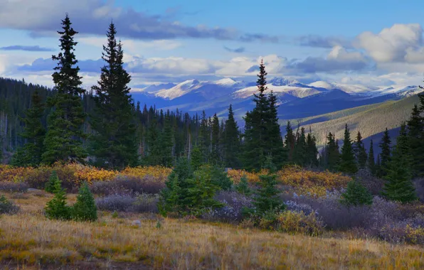 Picture the sky, mountains, hills, snow, forest, shrub