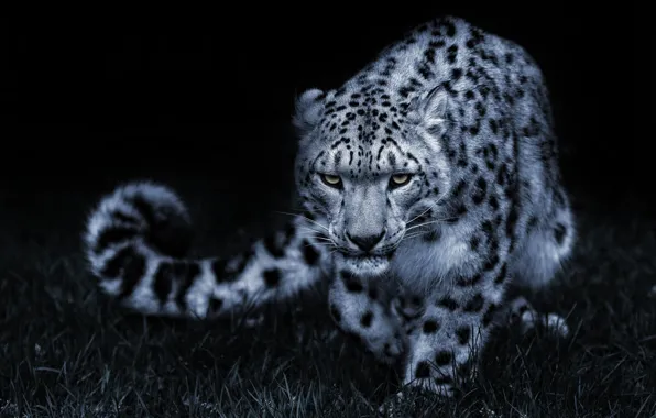 Look, pose, black and white, IRBIS, snow leopard, cat