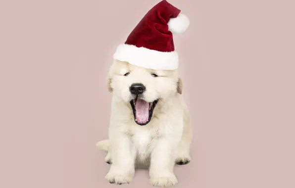 Picture dog, New Year, Christmas, puppy, Santa, Labrador, Christmas, puppy