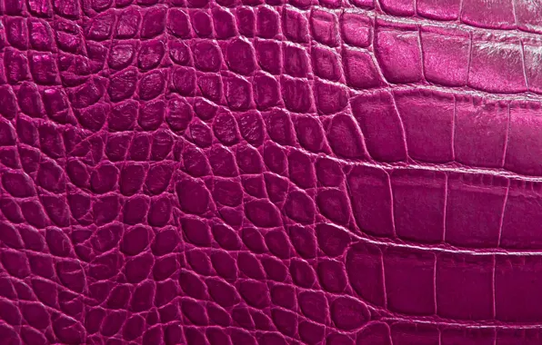 Picture reptile, scales, texture alligator skin
