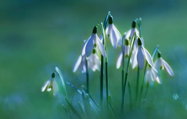 Picture light, flowers, glade, spring, snowdrops, white, green background, bokeh