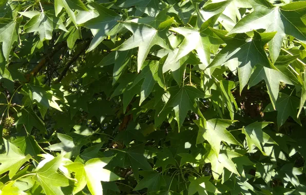 Greens, green leaves, green leaves, green leaves, greenery of trees, natural background