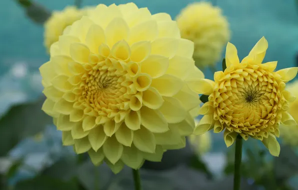 Picture flower, yellow, petals, flowering, Dahlia