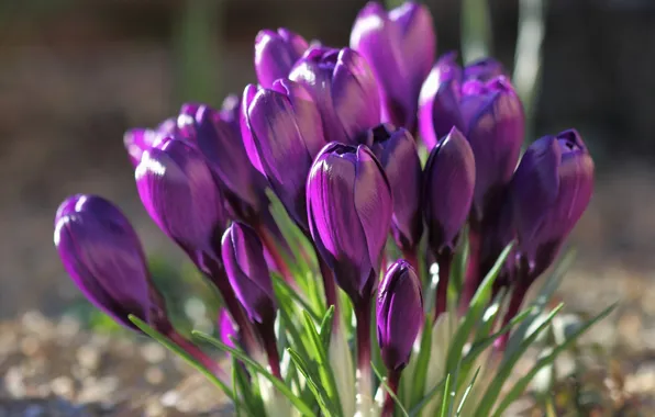 Picture flowers, petals, crocuses