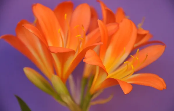 Macro, nature, Lily, petals