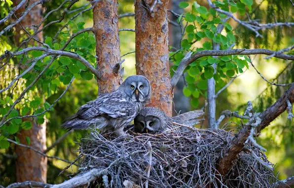 Trees, bird, socket, pine, Finland, Finland, nest, Great gray owls