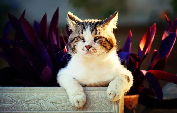Cat, cat, look, light, pose, the dark background, legs, plants