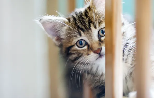 Look, portrait, kitty, blurred background