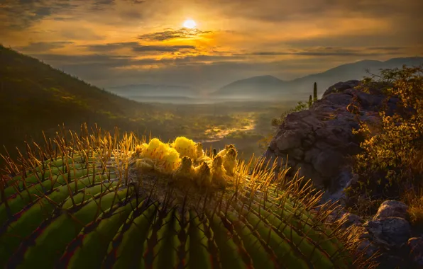 The sun, macro, cactus, valley, Mexico