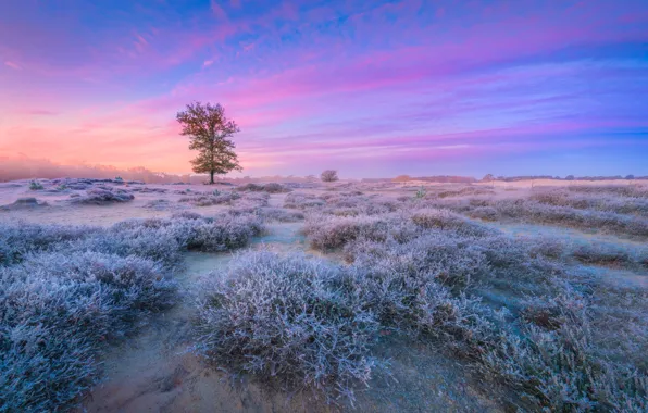 Tree, dawn, morning, Netherlands, frost, Heather
