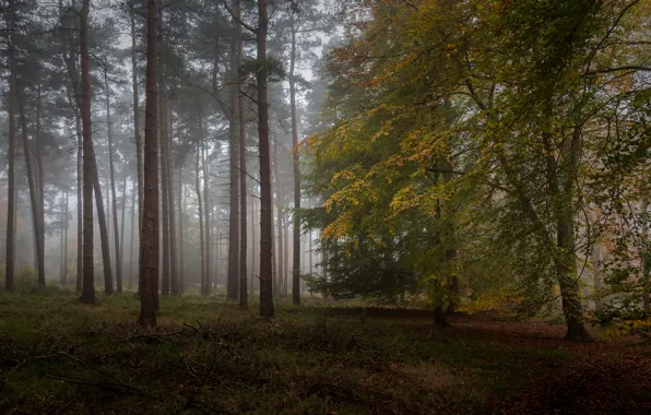 Picture autumn, forest, trees, fog