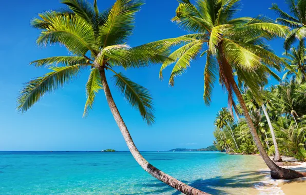 Picture sea, beach, summer, landscape, tropics, palm trees, stay, island