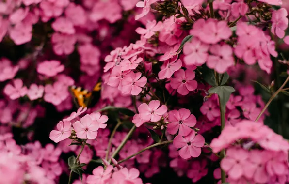 Flowers, Nature, Plant, Plants, Nature, Beautiful, Flower, Flowers