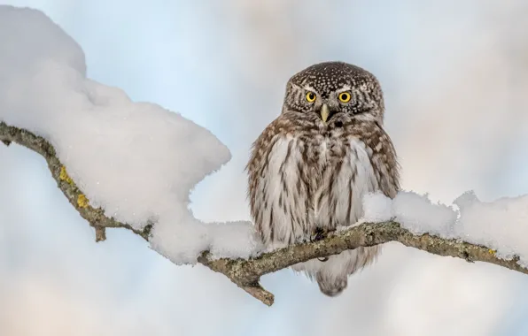 Winter, snow, owl, bird, branch, owl