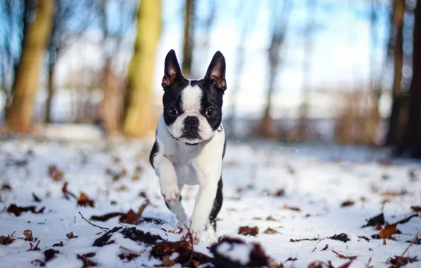 Picture snow, nature, dog