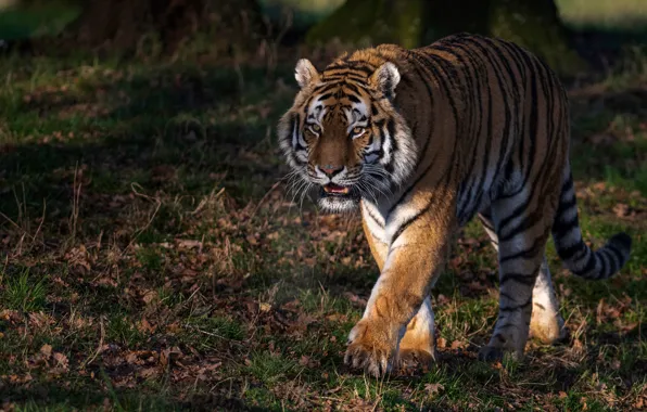 Picture tiger, predator, walk, wild cat