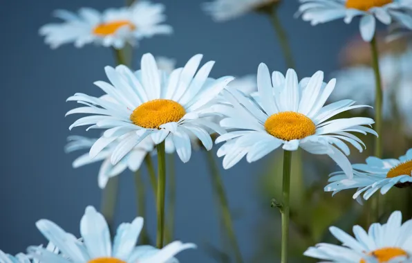 Picture flowers, chamomile, white, blue background, leucanthemum
