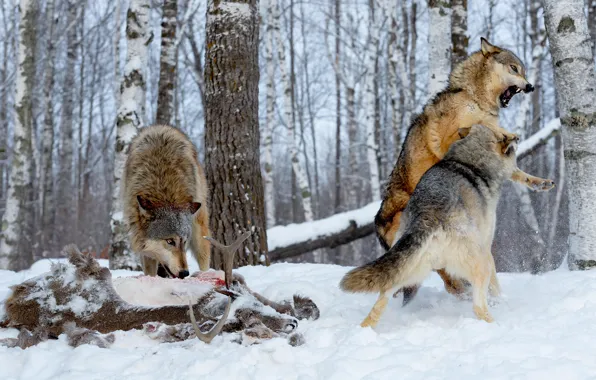 Winter, forest, look, snow, wolf, fight, deer, fight